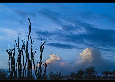 Ocatillo Sky