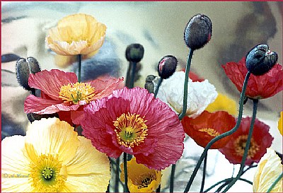 Iceland Poppies