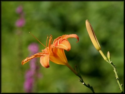 Lilly of the Valley