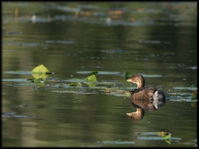 Pied-billed Grebe