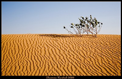 Lonely in the desert