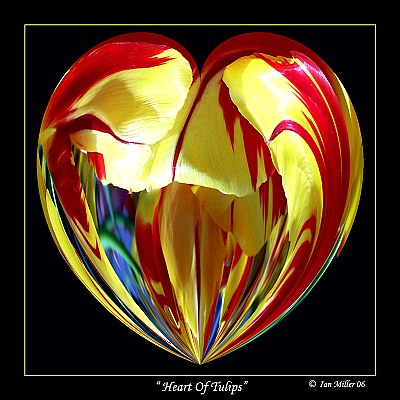 Heart Of The Red n Yellow Tulips