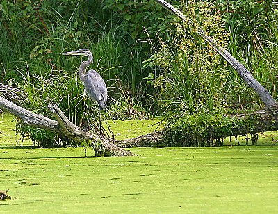 Great Blue 