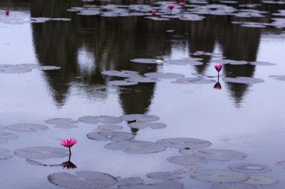 flowers of Angkor
