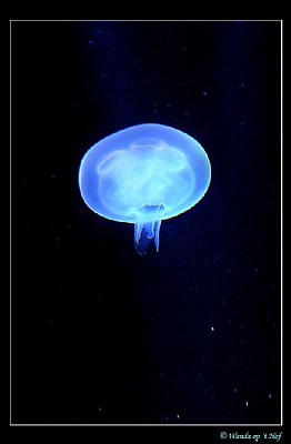 Jelly-fish