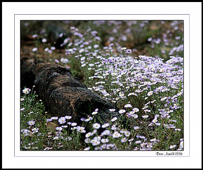 Zuni blooms 2