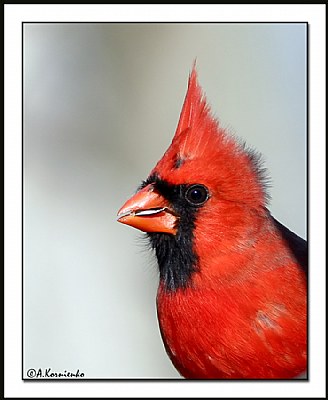 Mr. Cardinal