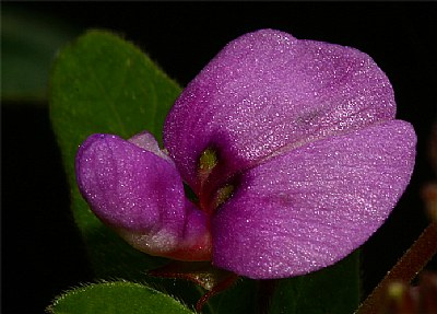 unknown wildflower