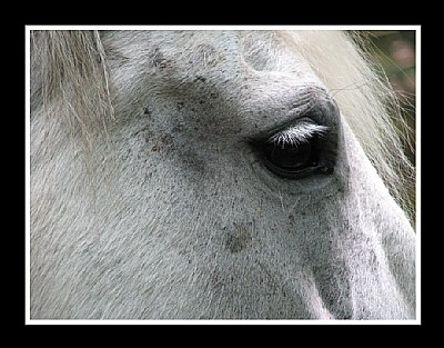 Grey Horse