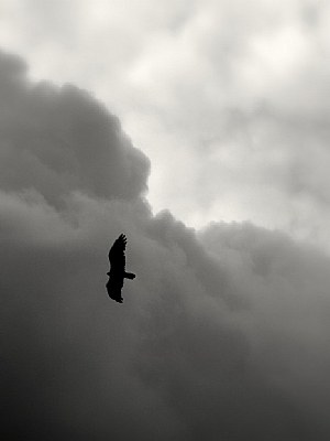 Pájaro sobre camino del cerro