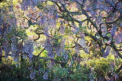 Wisteria