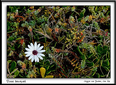 Dune bouquet