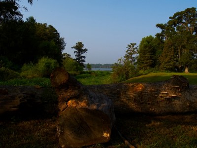 Fallen Trees