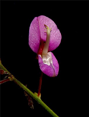 same flower-different view