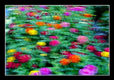 Monet Flowers