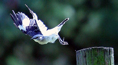 Mockingbird taking flight