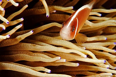 anemone fish-2