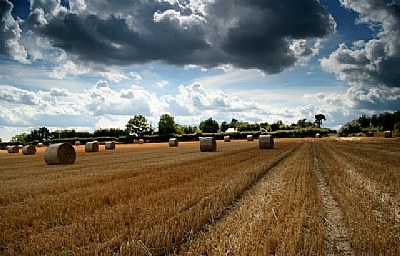 Harvest