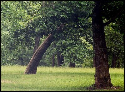 Nature Scene No. One: Athens, Ga. 2002