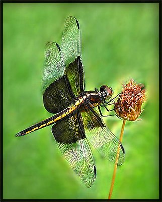 Little Dragonfly