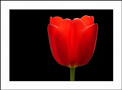 Tulipa Rouge