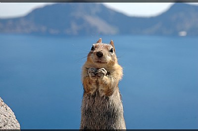 Chip The Supermodel