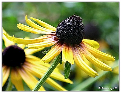 cone flower