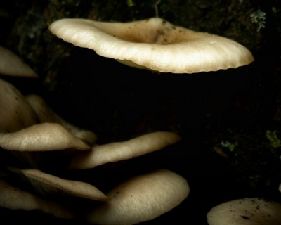 fungus amongus