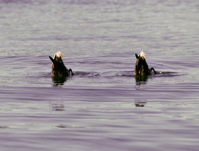 Synchronized Swim Team