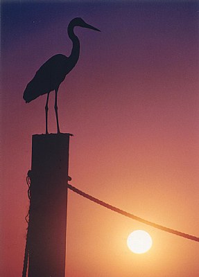 "Blue Heron at Sunset"