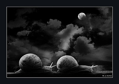 Snail IV  " Walking In The Moonlight"