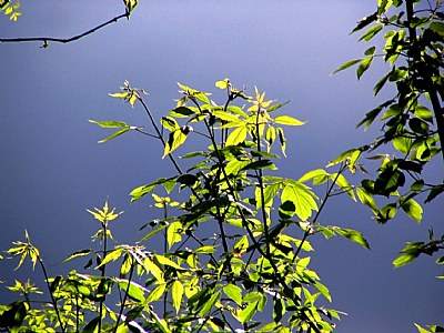 Foliage