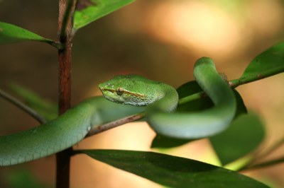 Waglers pitviper