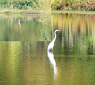 Egret