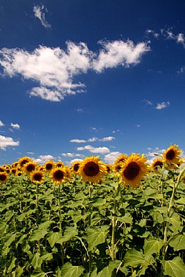 Yellow on Blue