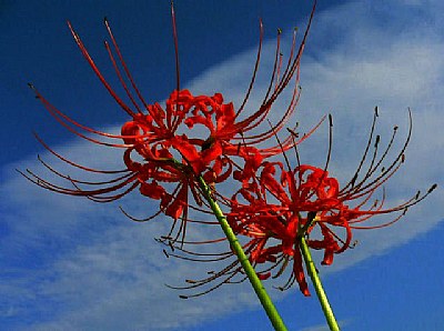 equinox flower