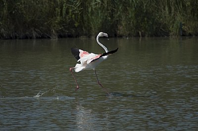 Flamingo