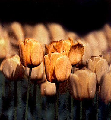 yellow tulip-boston