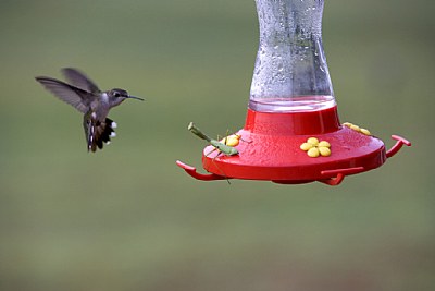 Action at the Feeder