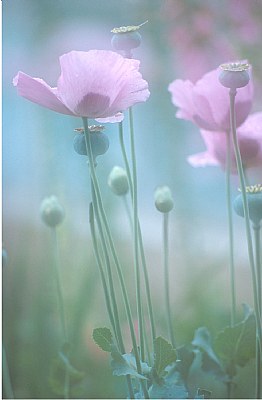 Soft Poppies