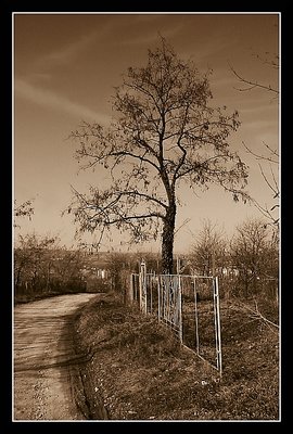 Tree & fence