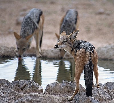 At the waterhole ( 2 )