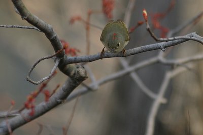 A Little Ruby-Crowned Kinglet Sizing the Jump