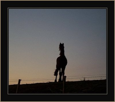 Galloping the dike