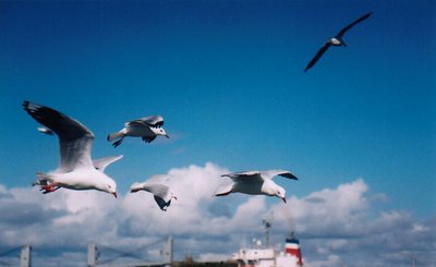 Stockton Gulls