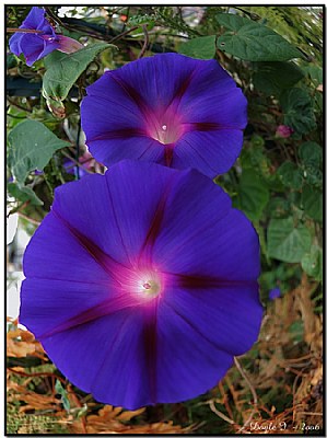 A Morning Glory