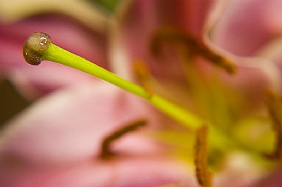 Pink Lily