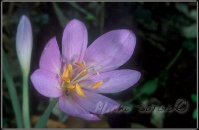 Colchicum autumnale