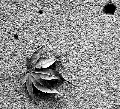 Leaf