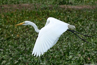 .:: Egret flight ::.